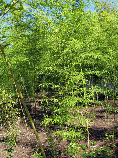 Phyllostachys aurea Golden Bamboo Grove